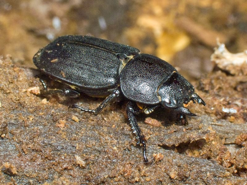 Dorcus parallelipipedus (Linnaeus, 1785)